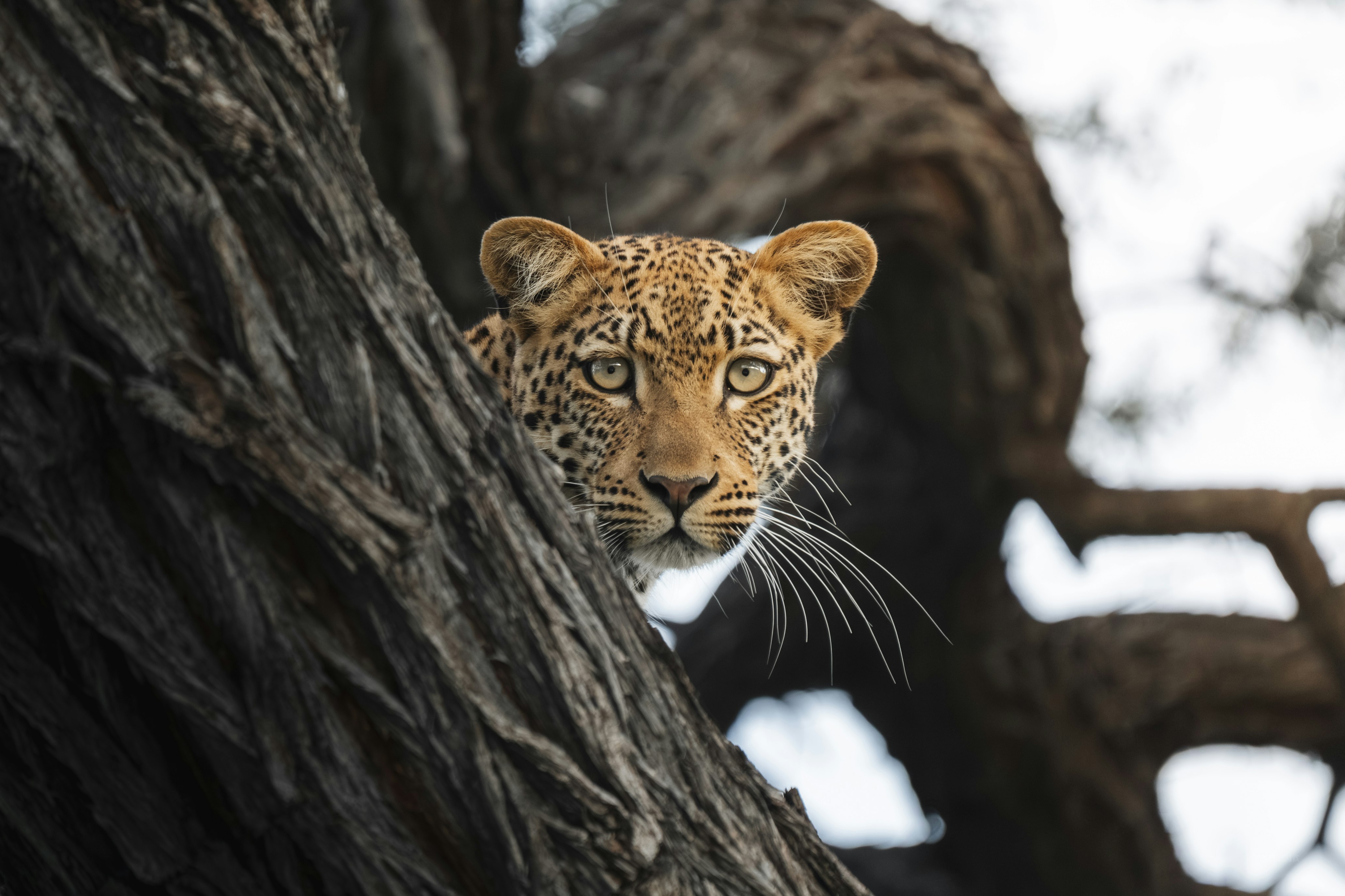 Leopard in Namibia