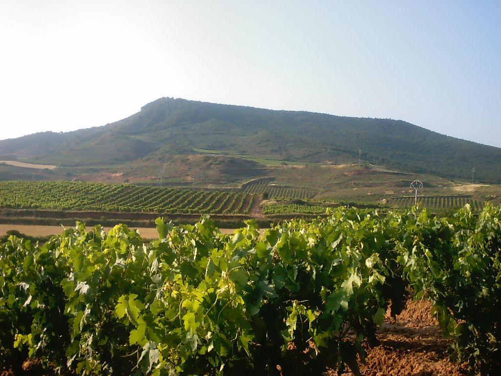 Rioja Vineyard