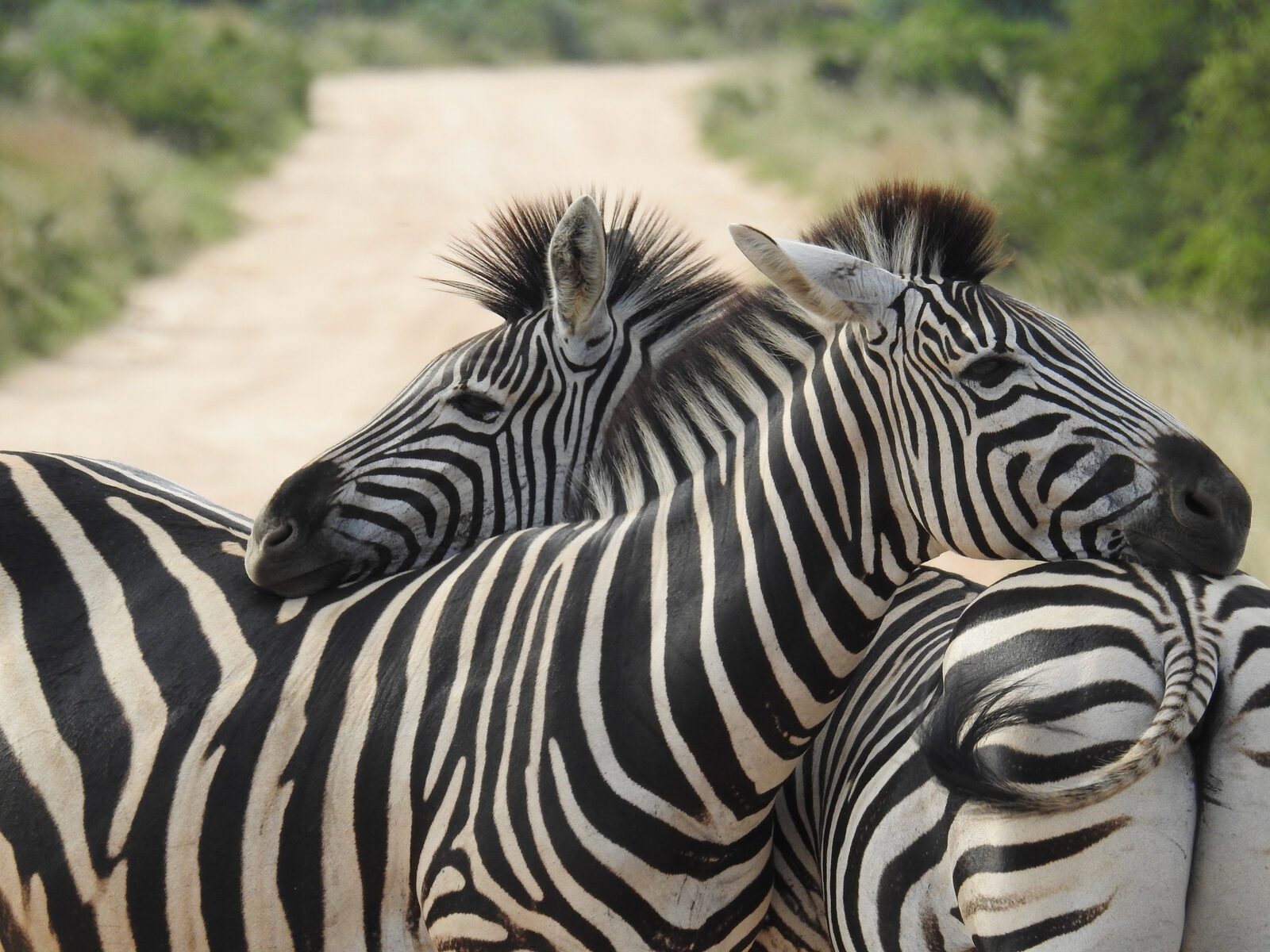 Two zebra standing close together on a dirt track
