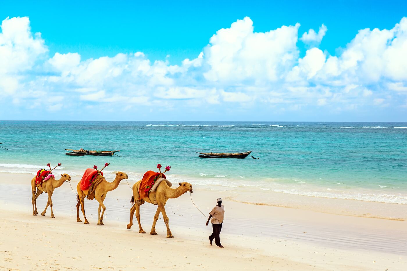 Camels in bright saddle cloths led along a white beach