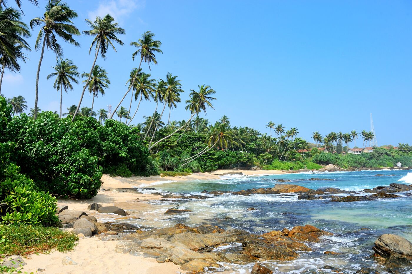 Palm trees leaning over a rocky beach on a sunny day